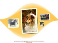 Allevamento Rough Collie