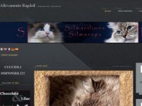 Allevamento Gatti Ragdoll Silmarilions - Allevamento professionale gatti Ragdoll