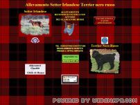 Allevamento setter irlandese terrier nero russo