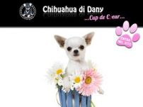 Allevamento Chihuahua Bergamo - Cup De Couer Chihuahua di Dany - Riproduzione e vendita cuccioli chihuahua Bergamo a pelo lungo e pelo corto
